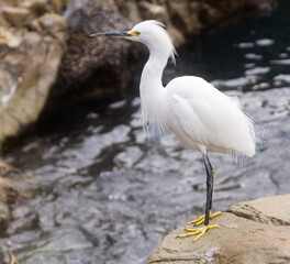 great heron