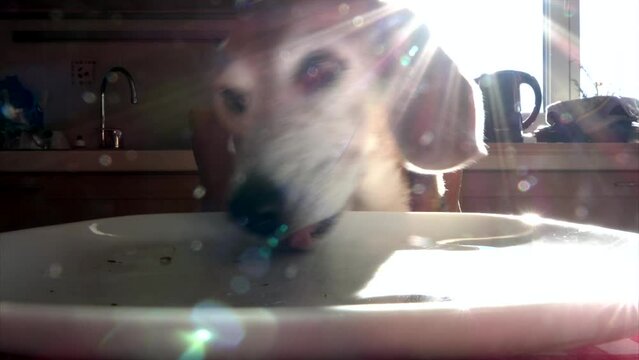 Close-up of a Beagle dog licking a plate on the kitchen table
