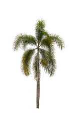 Palm tree ornamental plant beautiful on white background