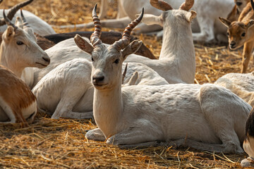 A White Buck looking strait