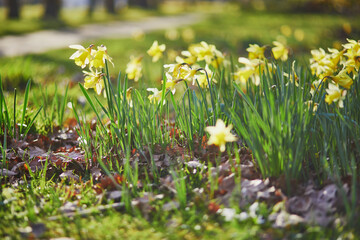 Many yellow narcissi in the grass on a spring day