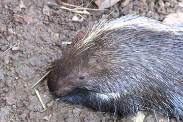 Porcupine face on the ground background