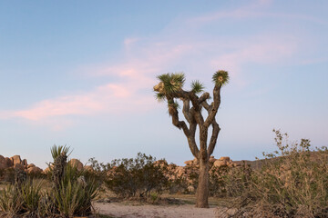 Joshua Tree at Joshua Tree National Park