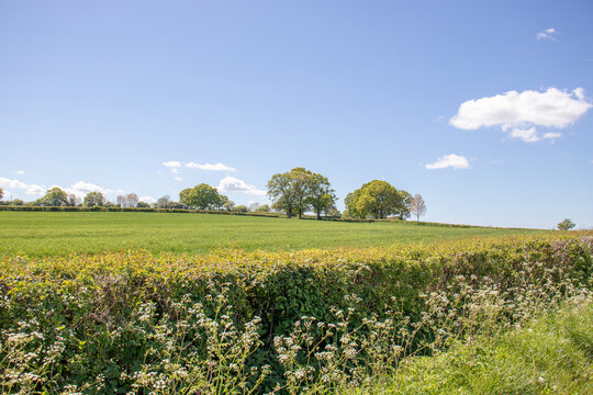 Summertime fields and hedgerows in the UK.