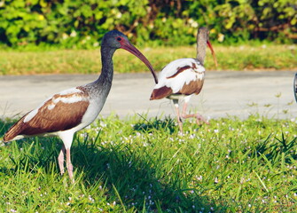 Fototapeta premium stork in the grass