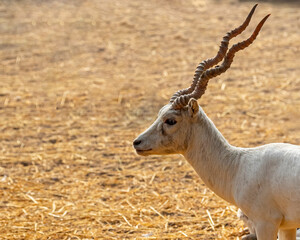 A Close up of a white buck