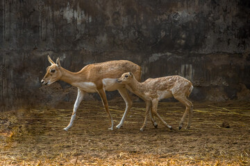 A buck with its baby