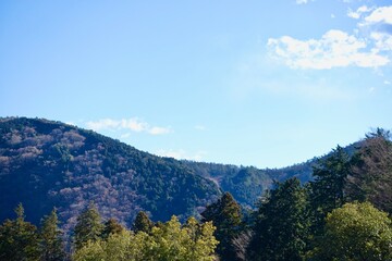 常緑樹が映える冬山