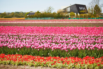 Scenic view of blooming tulip fields in Zuid-Holland, Netherlands