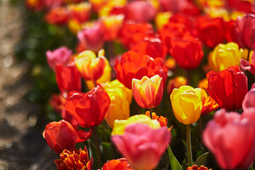 Scenic view of blooming tulip fields in Zuid-Holland, Netherlands