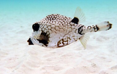 closeup of a boxfish near the sandy bottom of the ocean
