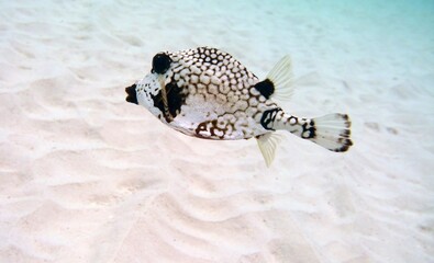 closeup of a boxfish near the sandy bottom of the ocean