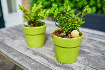 Colored Easter eggs hidden in flower pots for the Easter tradition of egg hunt