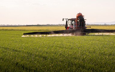 Fototapeta premium Tractor spraying pesticides wheat field.