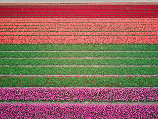 Aerial drone view of blooming tulip fields in Netherlands