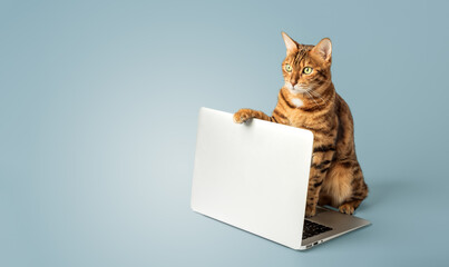Ginger cat with a laptop on a blue background.