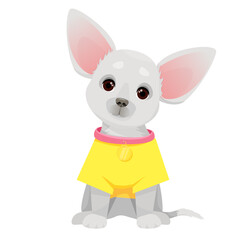 Gray dog of the Chihuahua breed in a yellow T-shirt