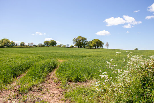 Summertime fields and hedgerows in the UK.