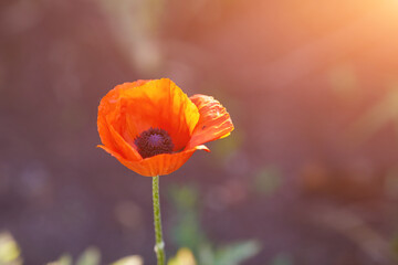 Bright red poppy flower against the green ears on a sunny spring day.