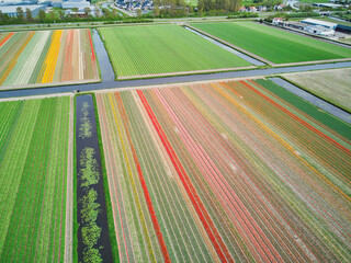Aerial drone view of blooming tulip fields in Netherlands