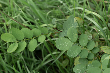 Wet Green Leaf Plant in the Forest. After Rain Picture