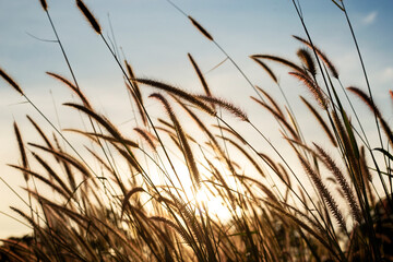 Silhouette of field at sunset. Beautiful natural scene and shining a sunlight. A golden of plant concept
