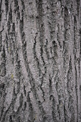 texture of gray tree bark, old bark of poplar bough tree, poplar gray bark close-up, wood texture close-up poplar branches and gray brown withered leaf, moss, lichen on the tree, moss on the bark 