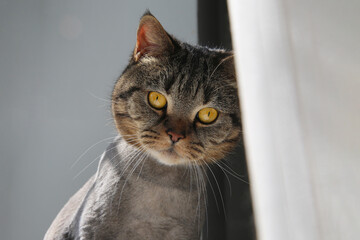 Fanny cat of British breed sits on a windowsill behind a curtain