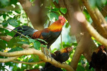 Rooster on branch tree. Chickens wildlife portrait.