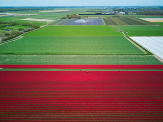 Aerial drone view of blooming tulip fields in Netherlands