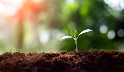 Earth day concept. Renewable energy for future. Sustainable resources. Plant management or environment symbol. Clean energy growing up.