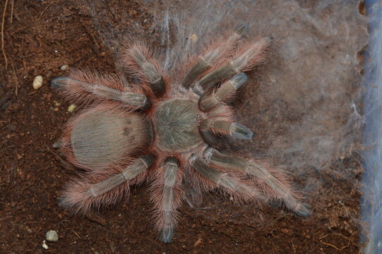 Nhandu tripepii after molt