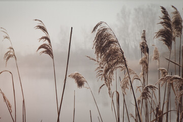 Ried - Seegrass - Seeufer - Nebel - Kalt - Winter