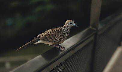Beautiful rare gray bird in the park