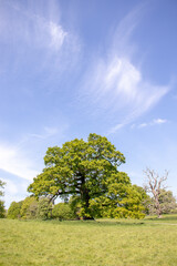 Summertime trees in the UK.