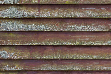 Old grungy wooden wall with lichen on brown weathered boards