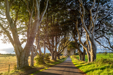 The Dark Hedges tree tunnel in Ballymoney, Northern Ireland