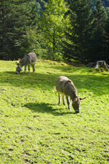 Donkeys at the farm in Appenzell, Switzerland	
