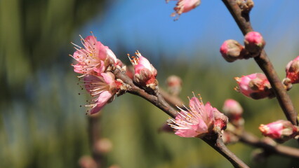 Macro de flores rosadas de durazno con fondo desenfocado 