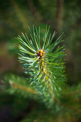Close up of pine needles