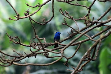 Black naped monarch