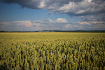 Wheat field, bright sunny day