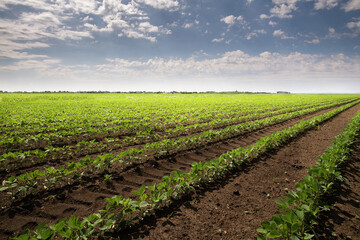 Soybean field with rows of soya bean plants