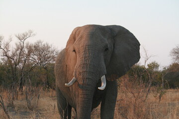 Fototapeta na wymiar Male african elephant