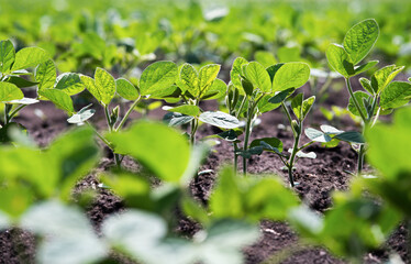 Close up of the soy bean plant