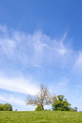 Obraz premium tree on a hill