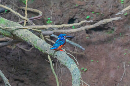 Blue-eared kingfisher (Alcedo meninting) at Thattekkad Bird Sanctuary, Kerala, India.