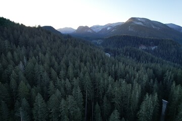 forest in the mountains