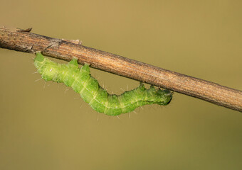 Piękna zielona gąsienica na łące