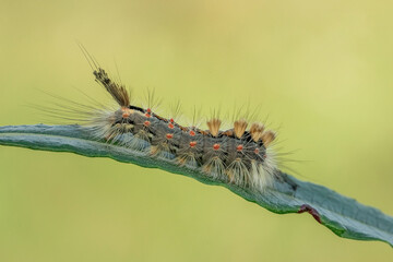 Piękna kolorowa  gąsienica na łące © Sanczo